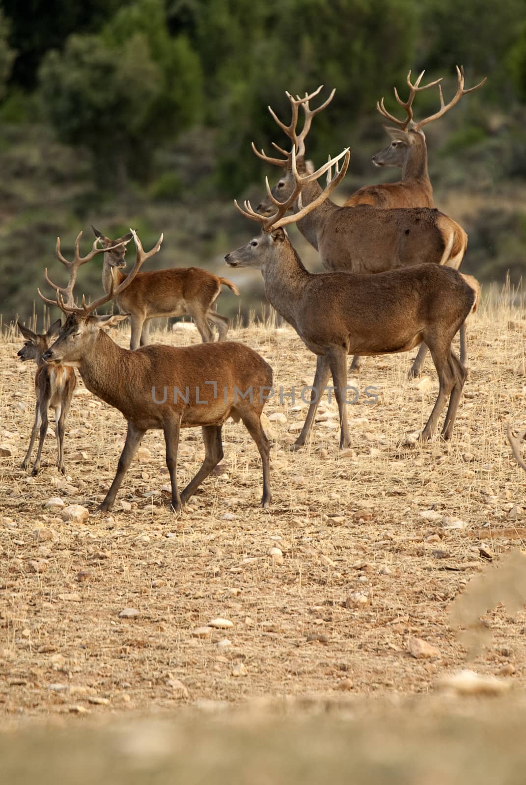 Red deer, Cervus elaphus, Wild by jalonsohu@gmail.com