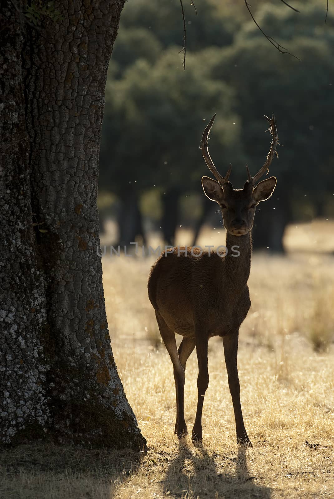 Red deer, Cervus elaphus, Wild by jalonsohu@gmail.com