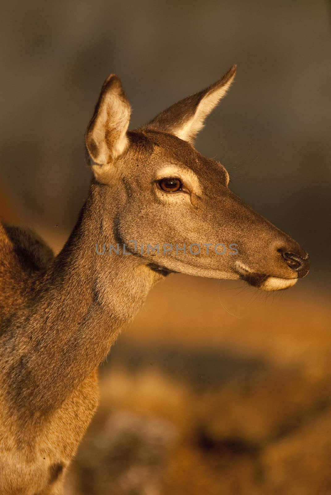 Red deer, Cervus elaphus, Wild by jalonsohu@gmail.com