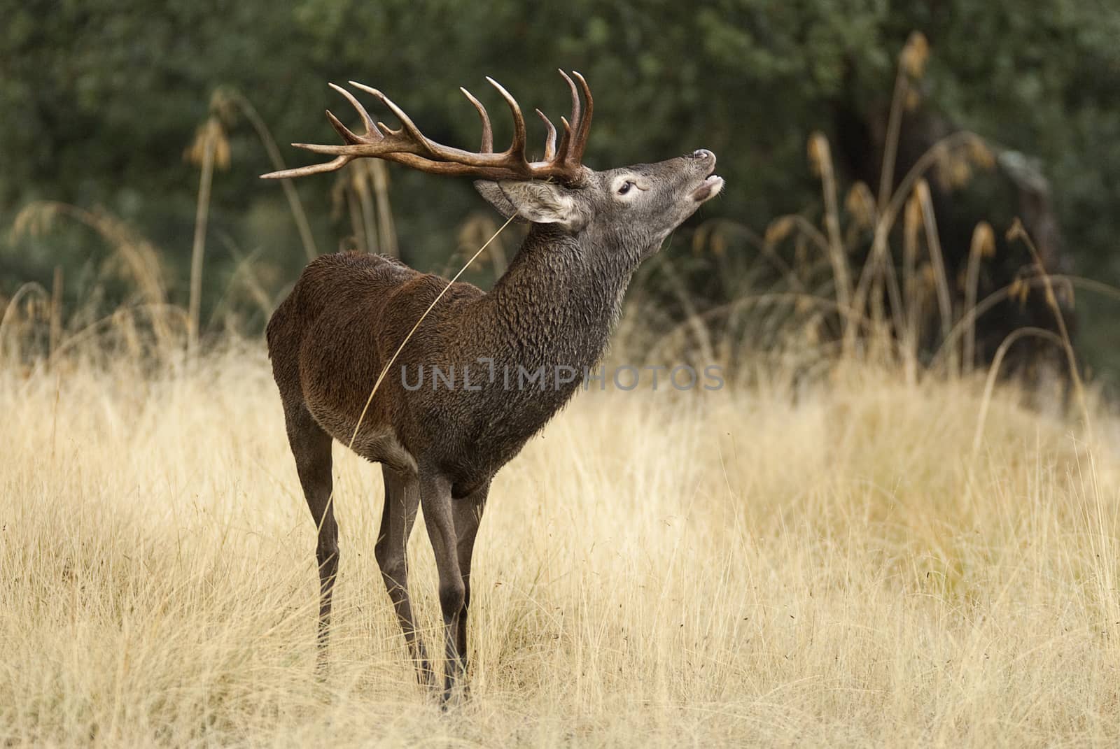 Red deer, Cervus elaphus, Wild by jalonsohu@gmail.com