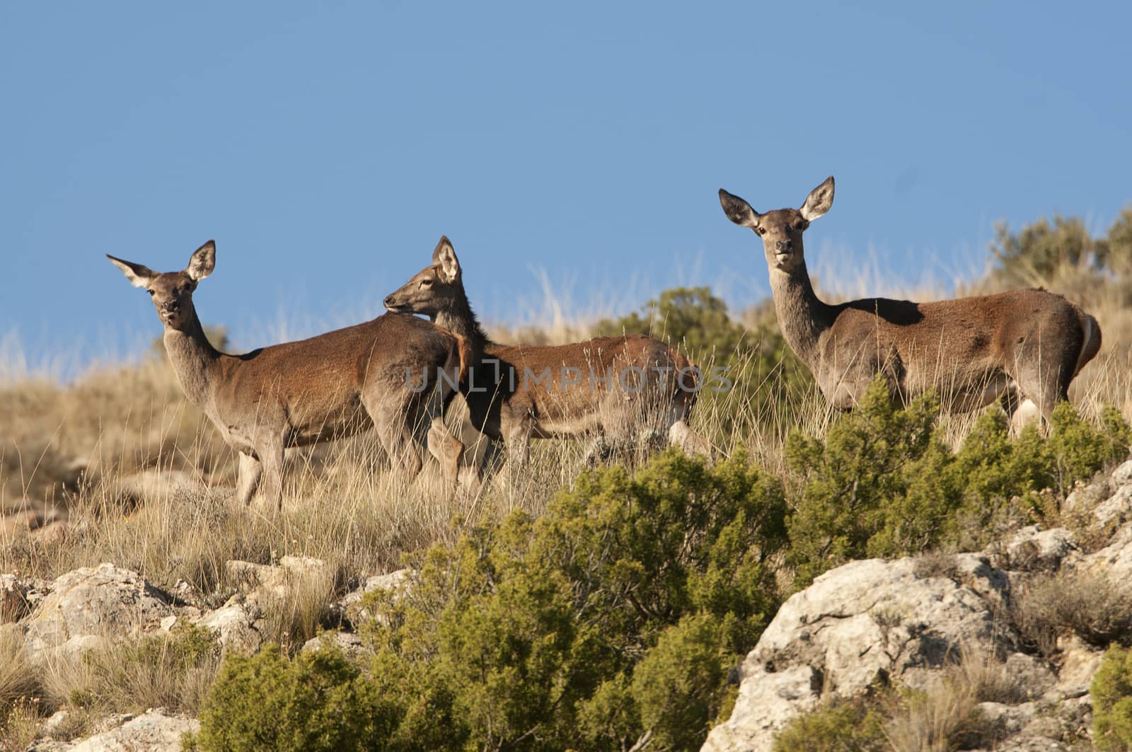 Red deer, Cervus elaphus, Wild