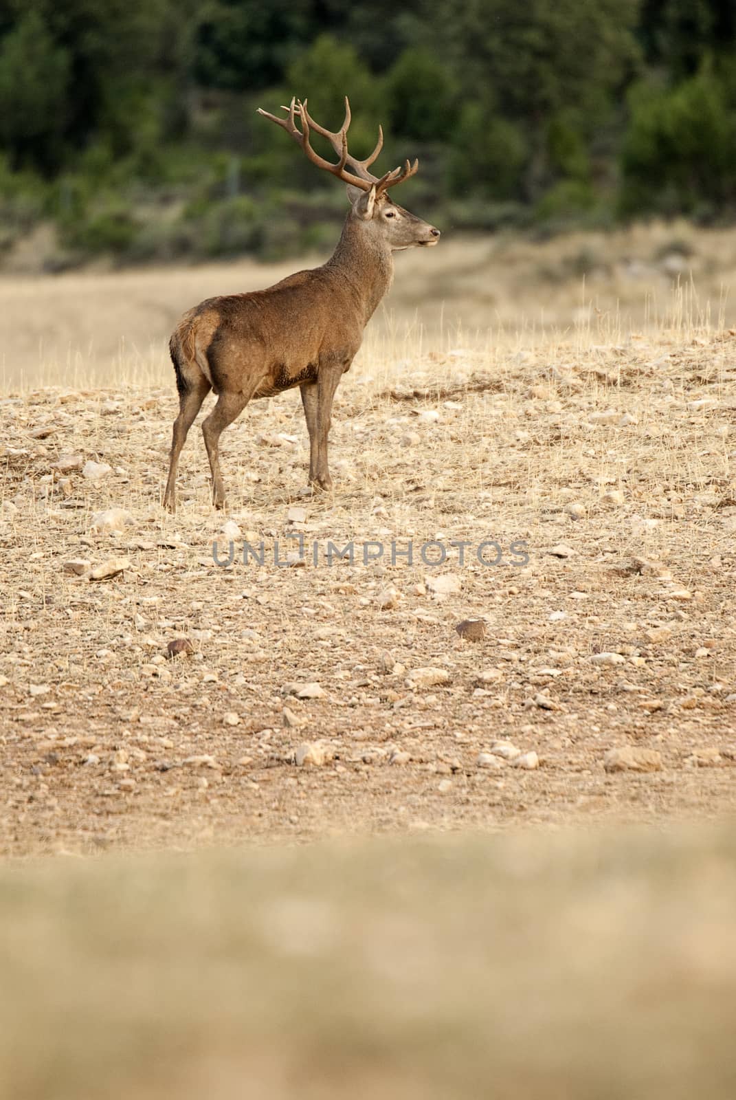 Red deer, Cervus elaphus, Wild by jalonsohu@gmail.com