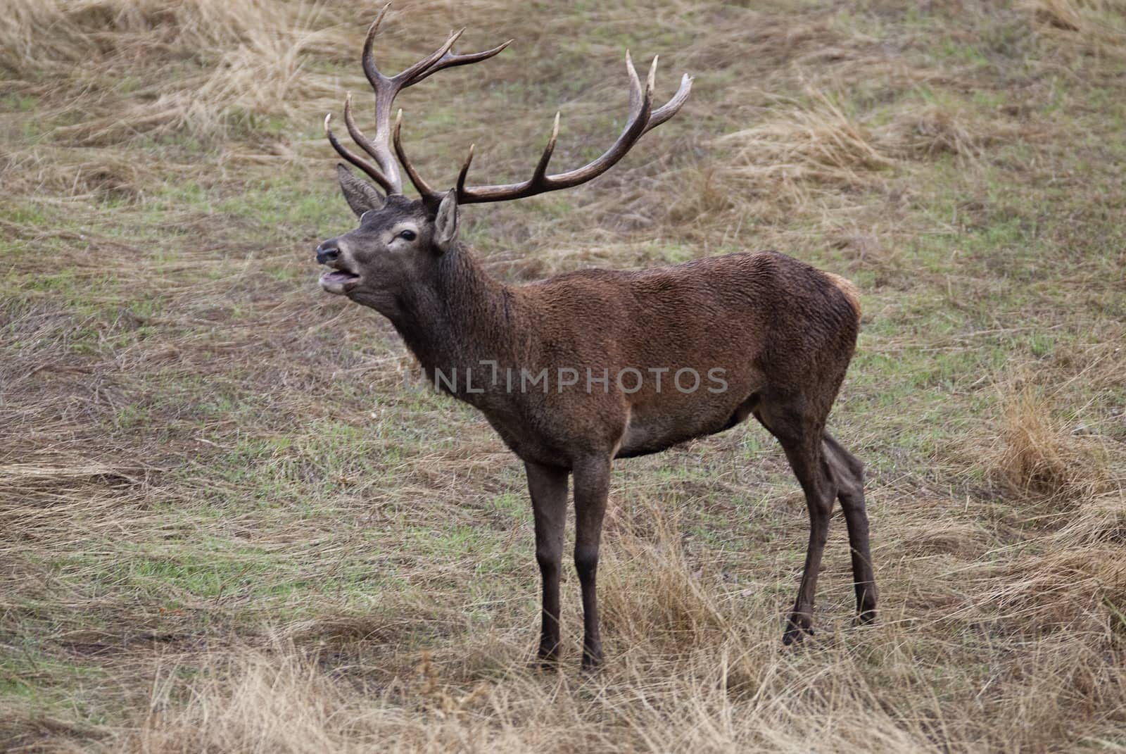 Red Deer, Deers, Cervus elaphus - Rut time, stag, Red deer roari by jalonsohu@gmail.com