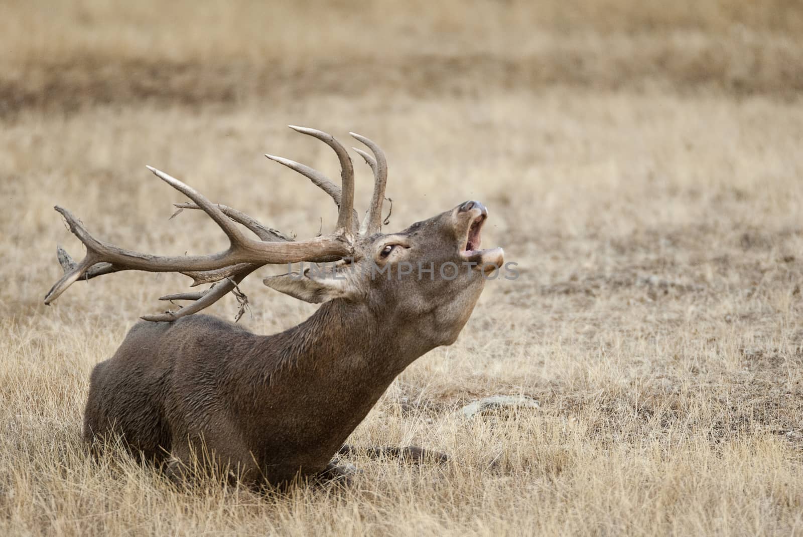 Red Deer, Deers, Cervus elaphus - Rut time, stag, Red deer roaring