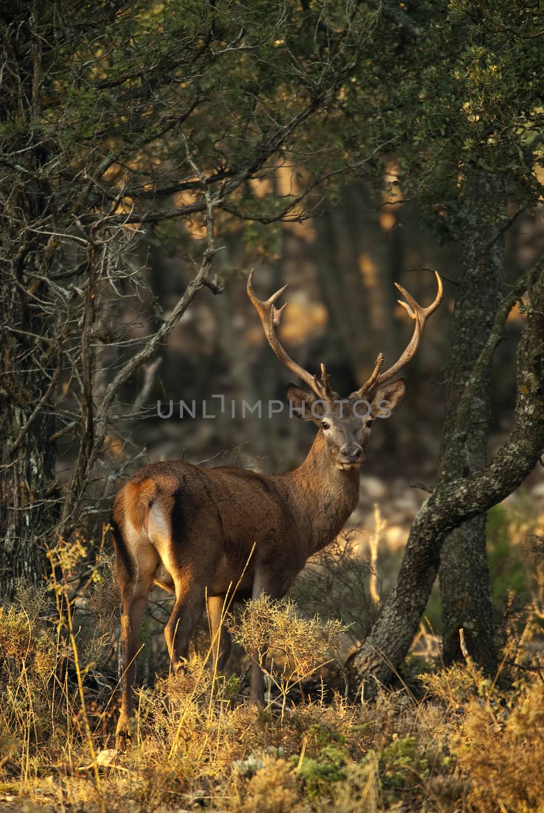 Red deer, Cervus elaphus, Wild by jalonsohu@gmail.com