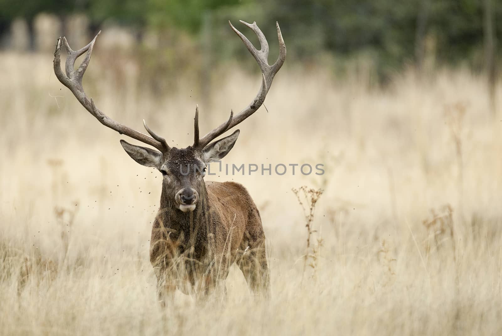 Red deer, Cervus elaphus, Wild