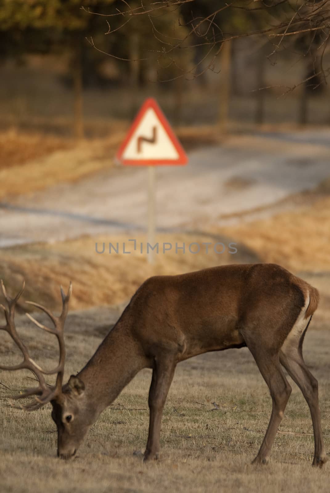 Red Deer, Deers, Cervus elaphus on the road, traffic signal  by jalonsohu@gmail.com