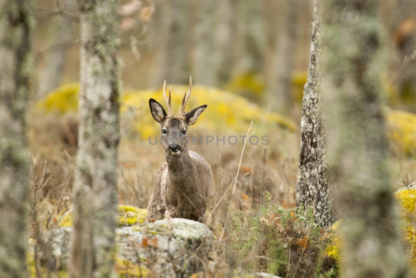 Roe deer, Capreolus capreolus