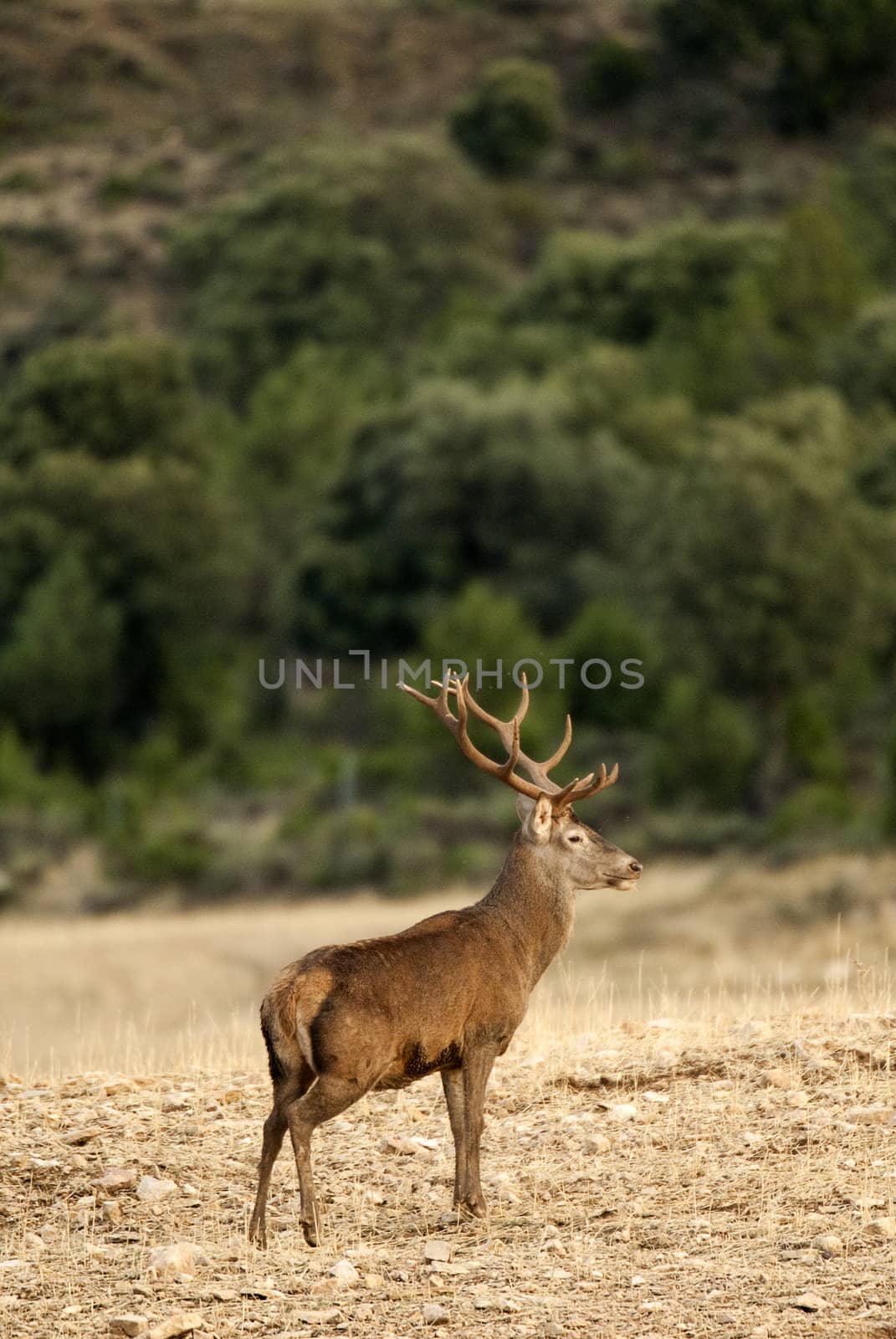 Red deer, Cervus elaphus, Wild by jalonsohu@gmail.com