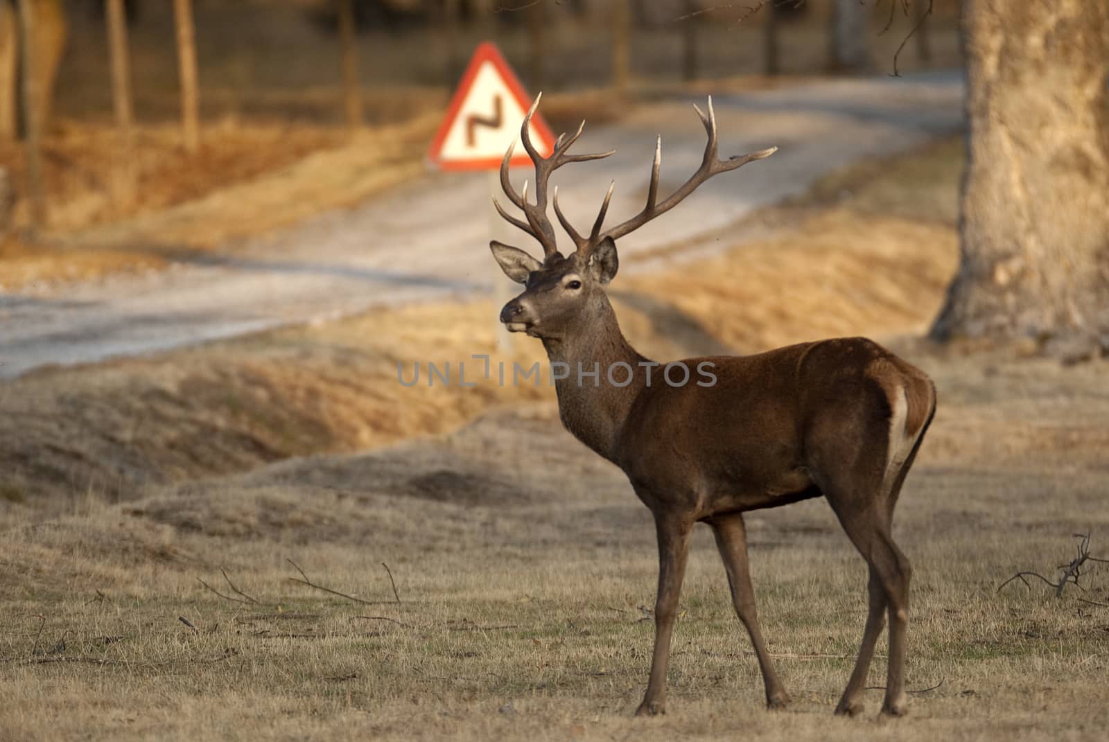 Red Deer, Deers, Cervus elaphus on the road, traffic signal  by jalonsohu@gmail.com