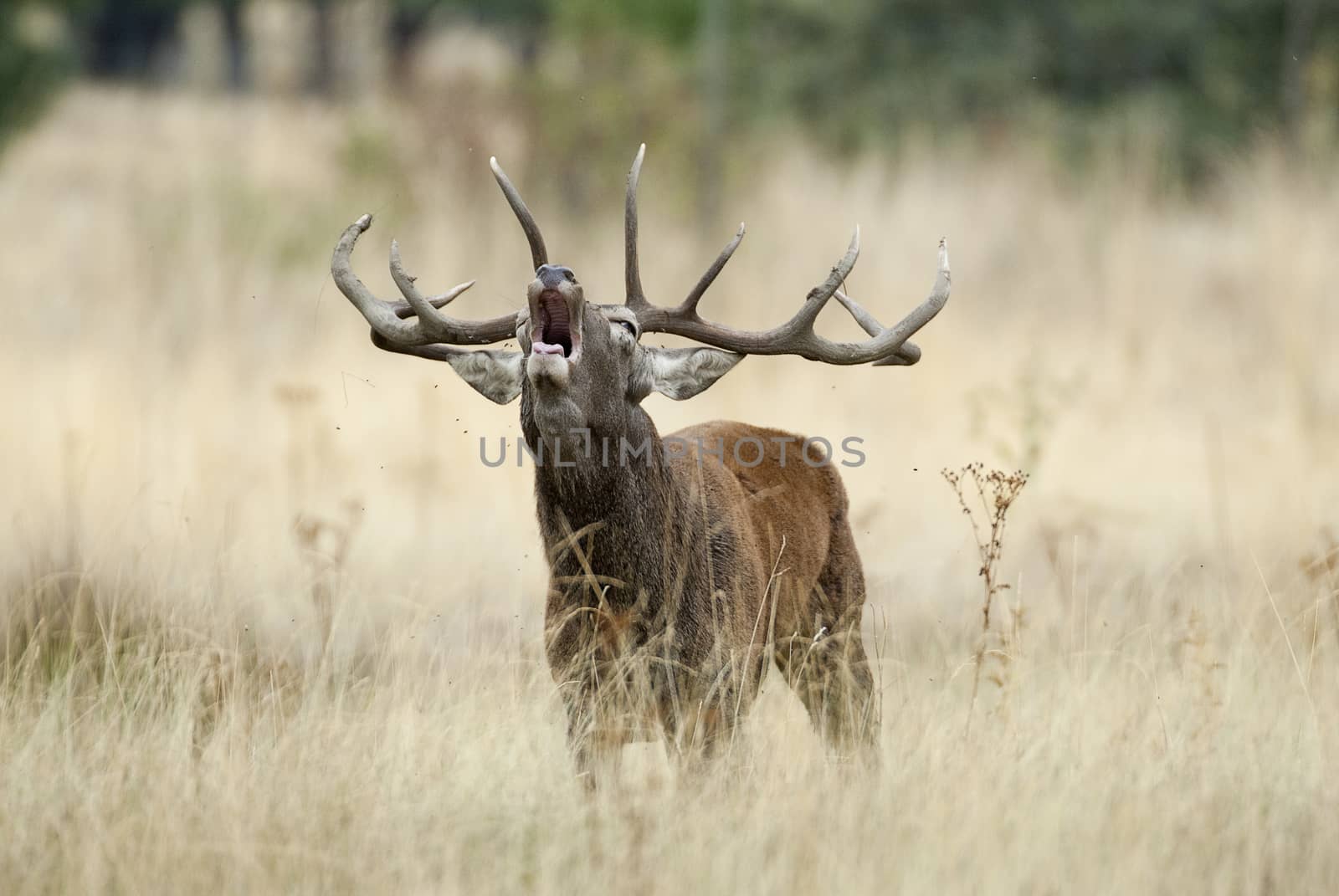 Red Deer, Deers, Cervus elaphus - Rut time, stag, Red deer roari by jalonsohu@gmail.com