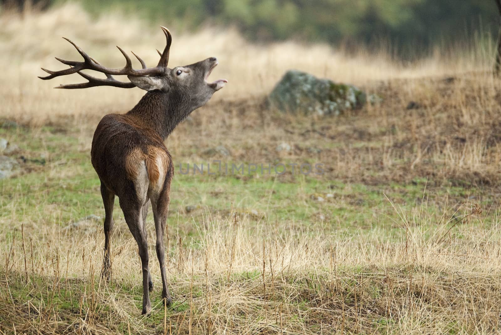 Red Deer, Deers, Cervus elaphus - Rut time, stag, Red deer roari by jalonsohu@gmail.com