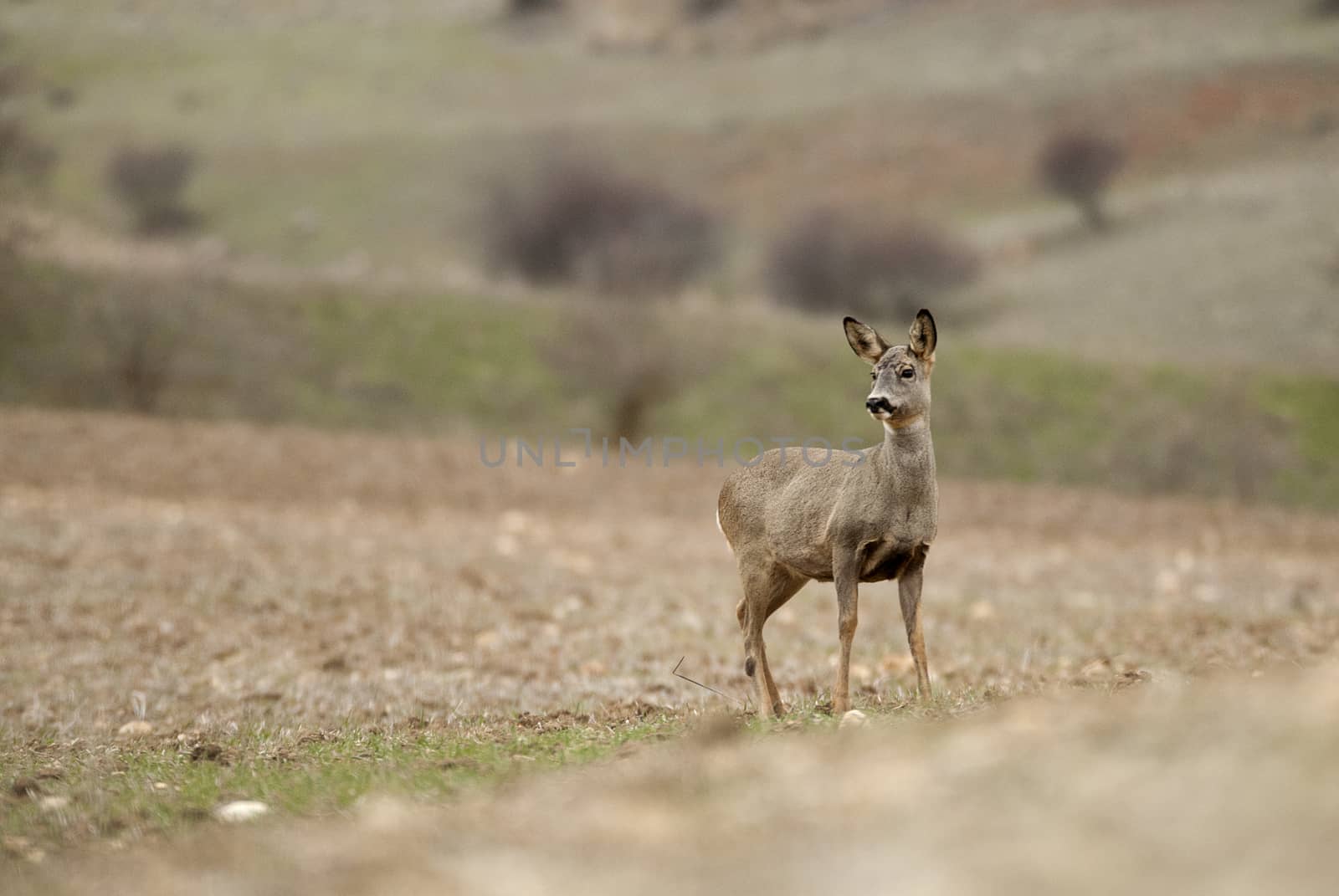 Roe deer, Capreolus capreolus by jalonsohu@gmail.com