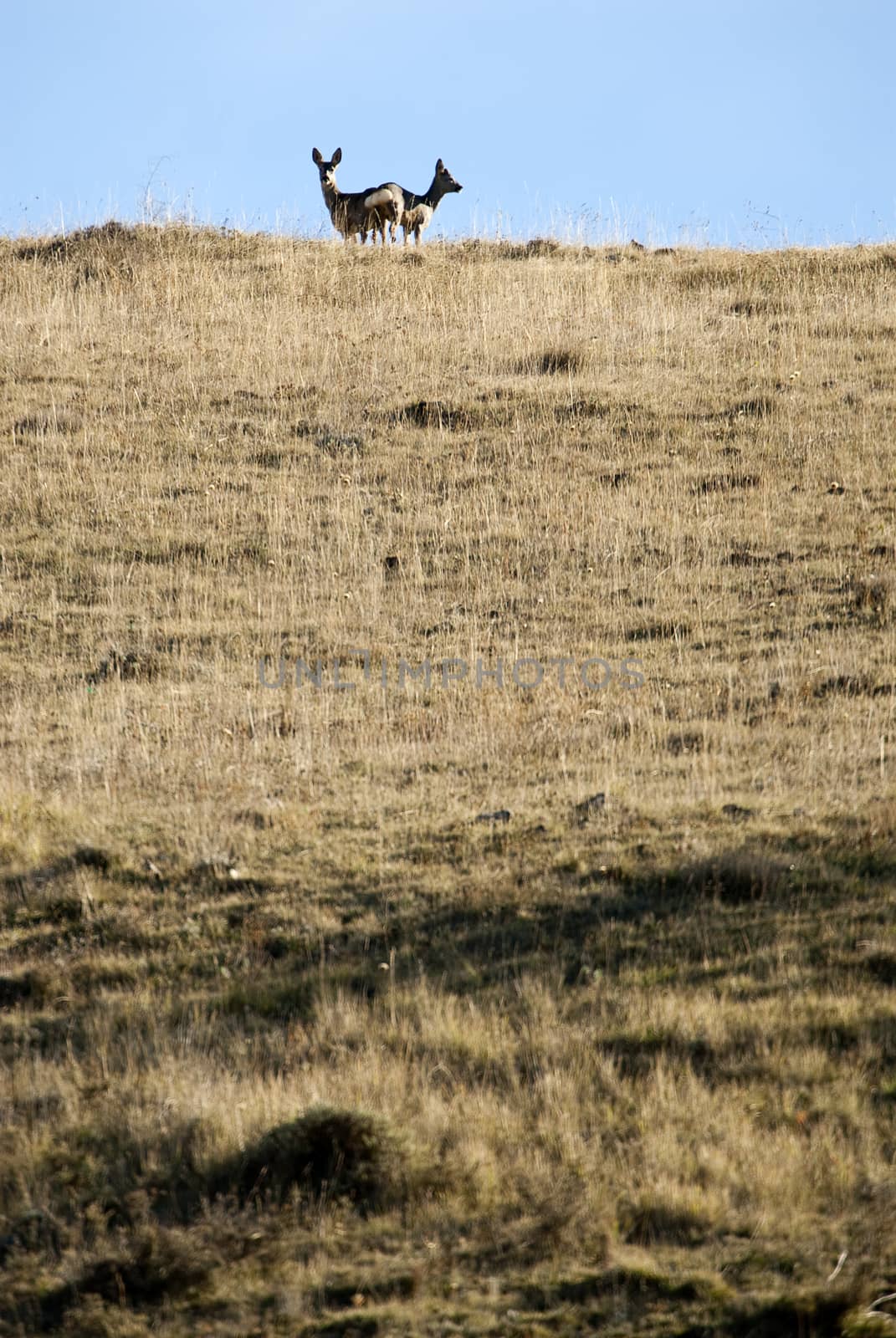 Roe deer, Capreolus capreolus by jalonsohu@gmail.com