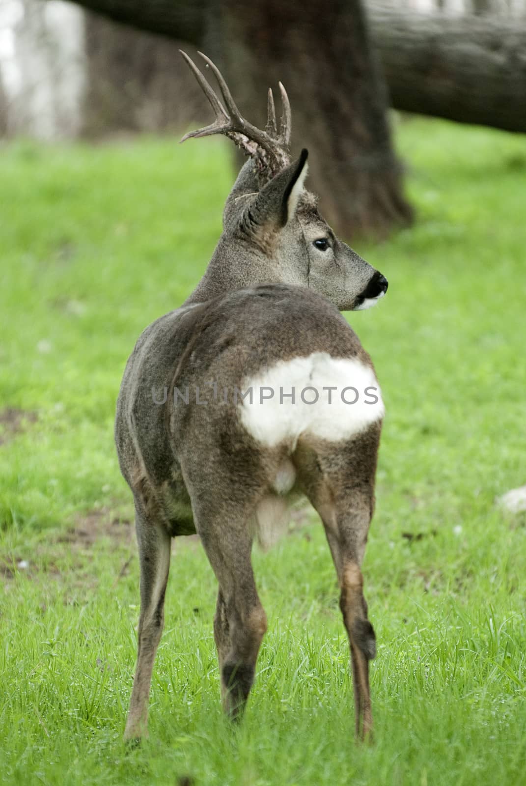Roe deer, Capreolus capreolus by jalonsohu@gmail.com