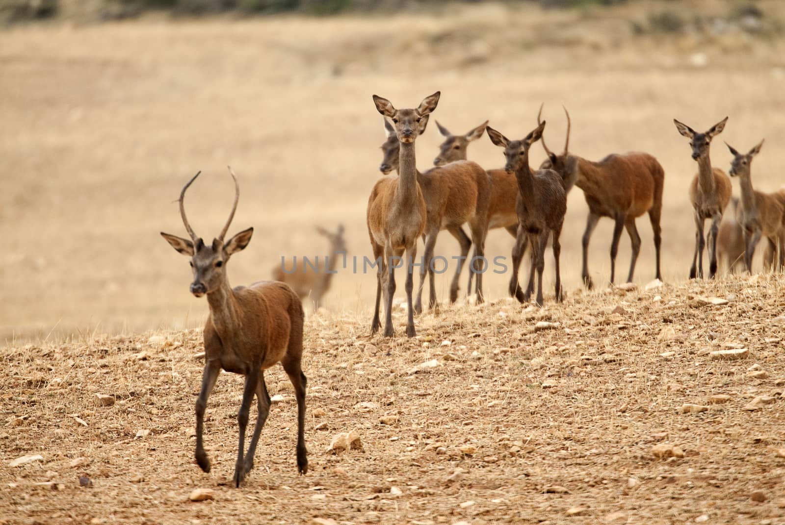 Red deer, Cervus elaphus, Wild by jalonsohu@gmail.com