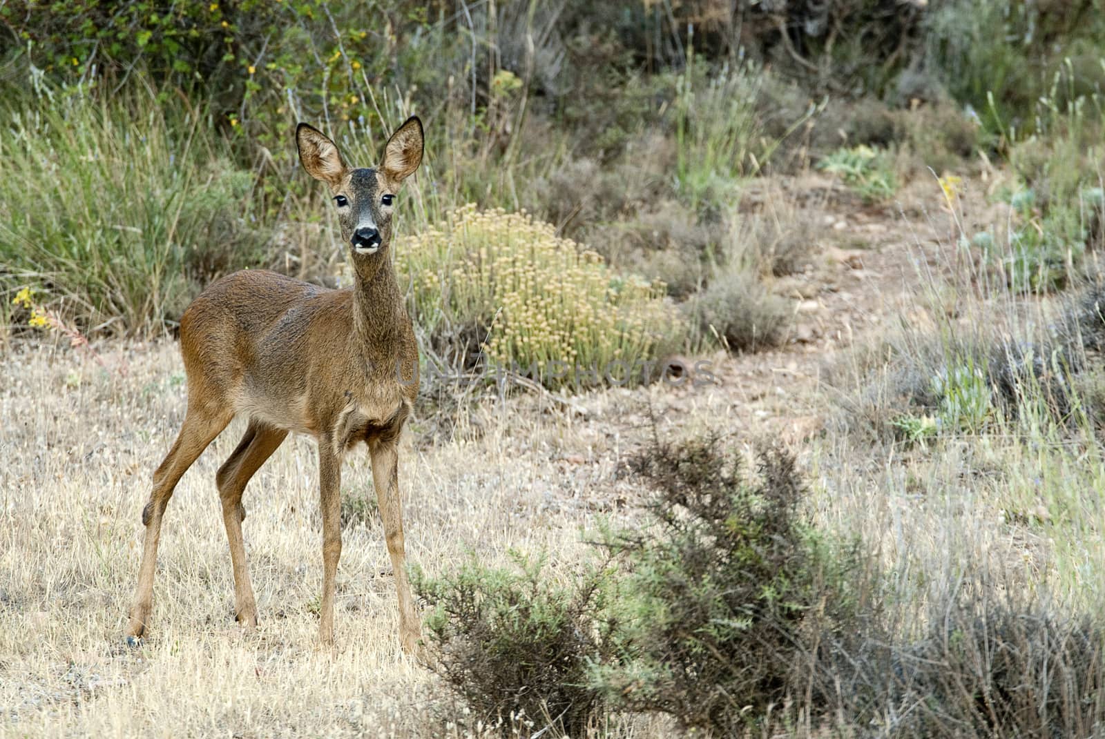 Roe deer, Capreolus capreolus