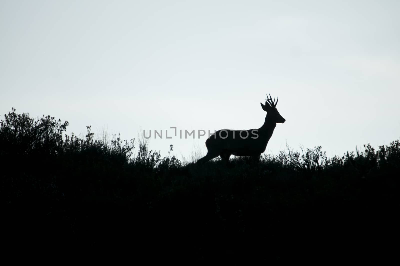 Roe Deer, Capreolus capreolus, Silhouette