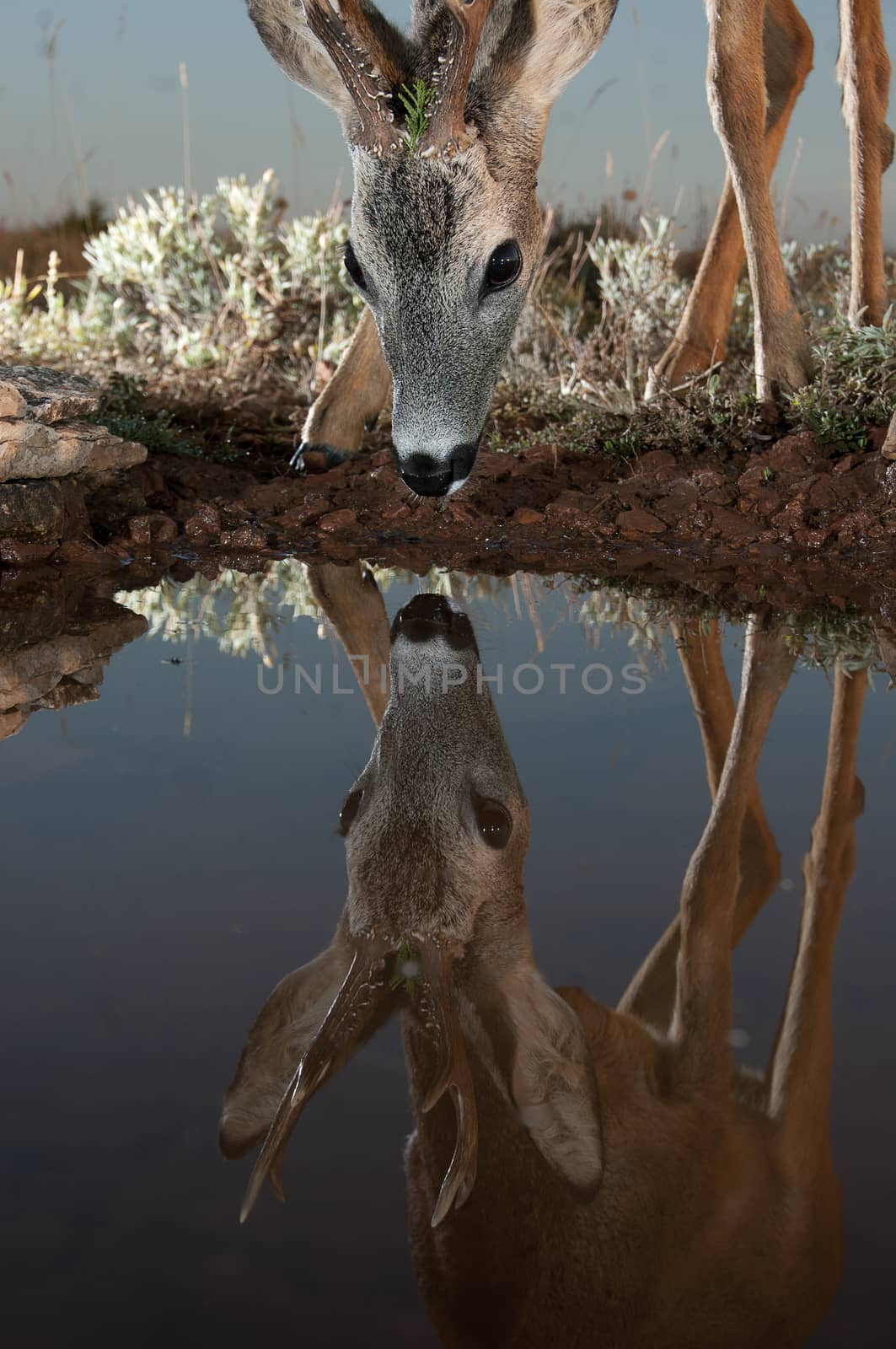 Roe Deer, Capreolus capreolus, drinking water with reflection.jp by jalonsohu@gmail.com