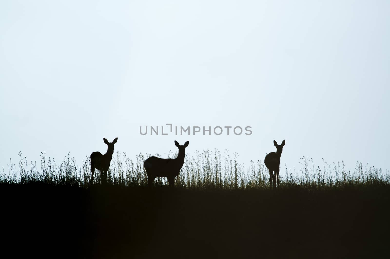 Roe Deer, Capreolus capreolus, Silhouette  by jalonsohu@gmail.com