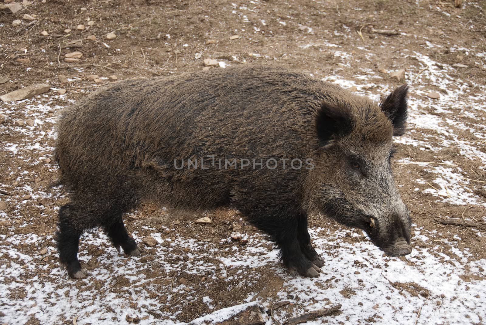 wild boar, sus scrofa, spain by jalonsohu@gmail.com