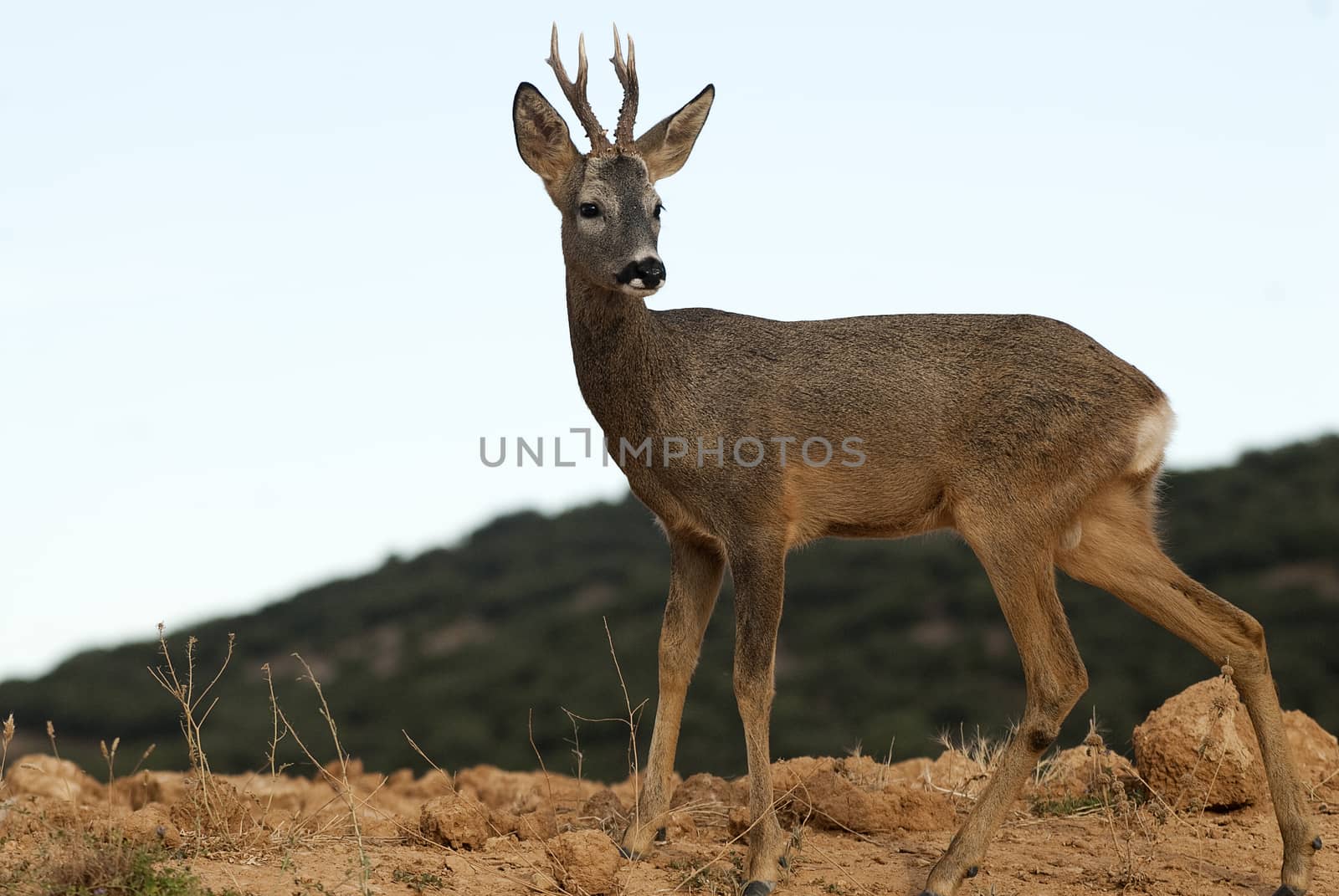 Roe deer, Capreolus capreolus by jalonsohu@gmail.com