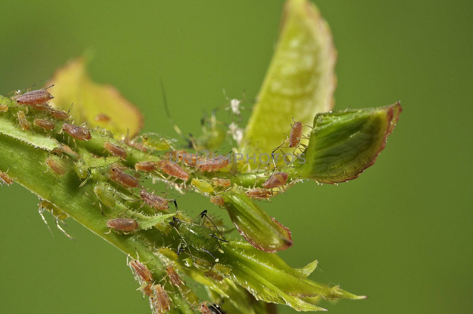 Aphid on rose branch