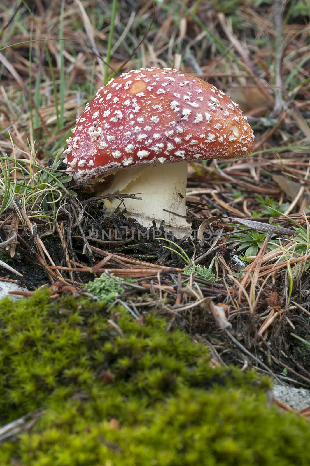 Amanita muscaria, mushroom in the forest by jalonsohu@gmail.com