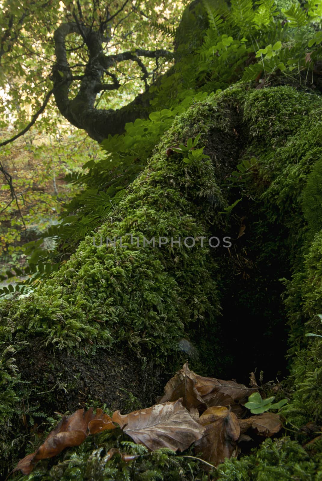 Autumn landscape, beech trunk, Ubiñas la mesa natural park, Asturias, Spain