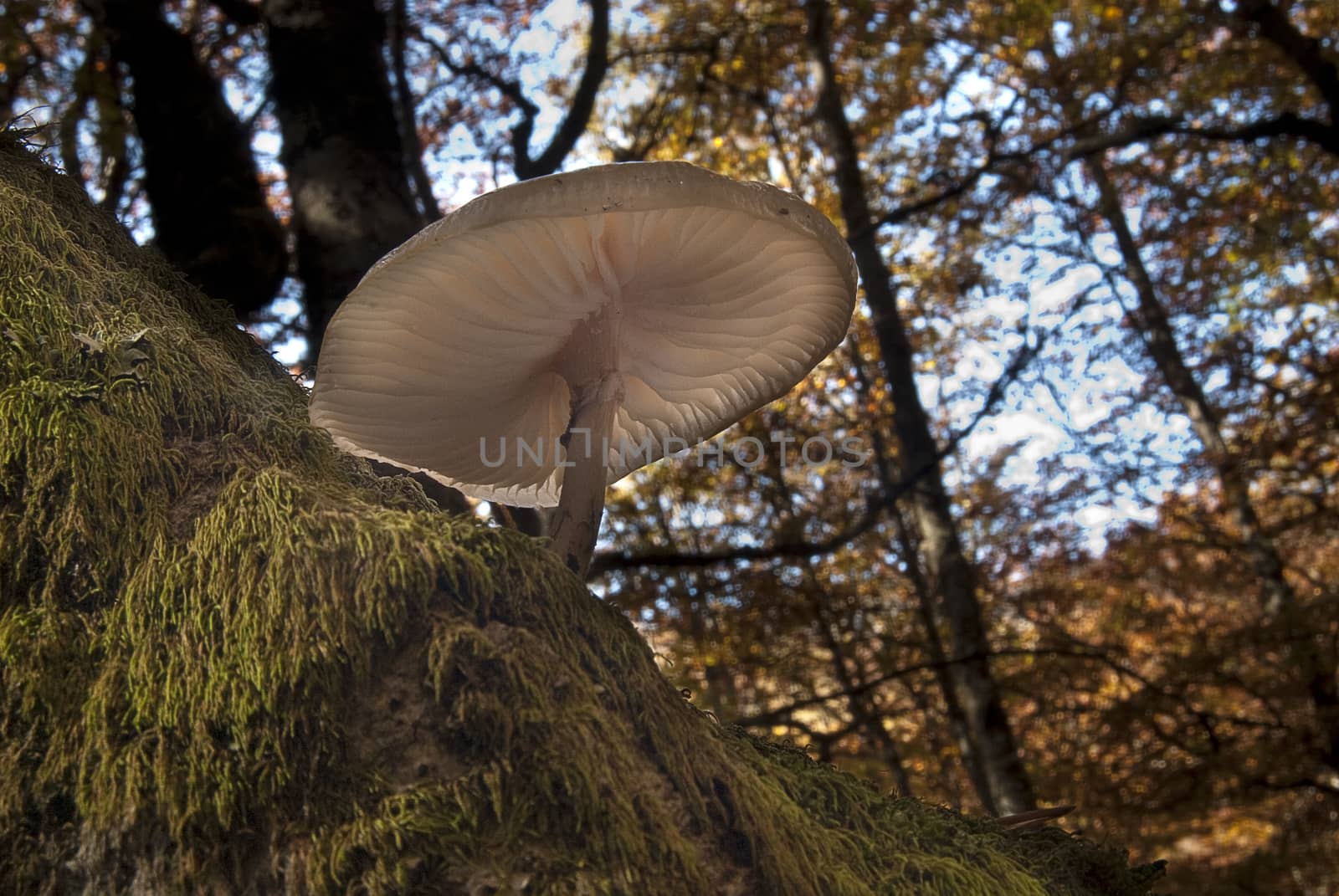 fungus in beech forest