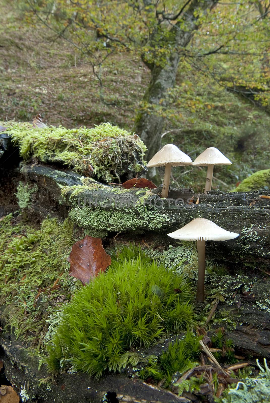 Group of mushrooms in a trunk, Autumn color by jalonsohu@gmail.com