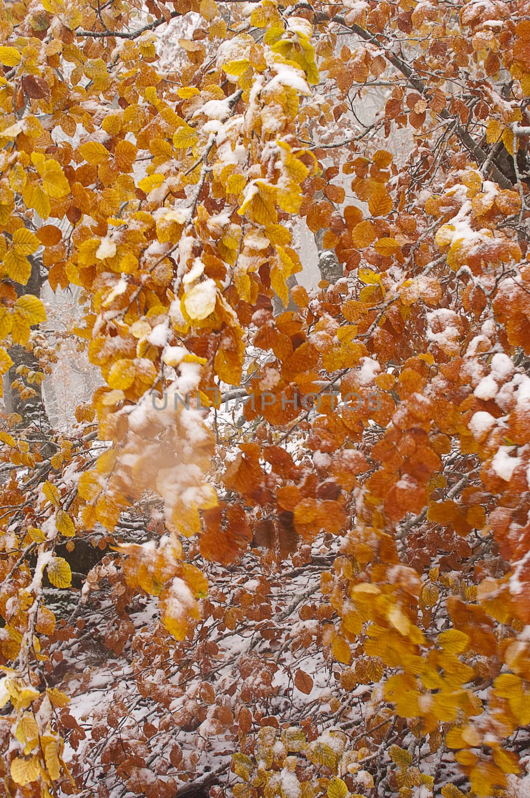 Beech leaves in the snow, colors, autumn