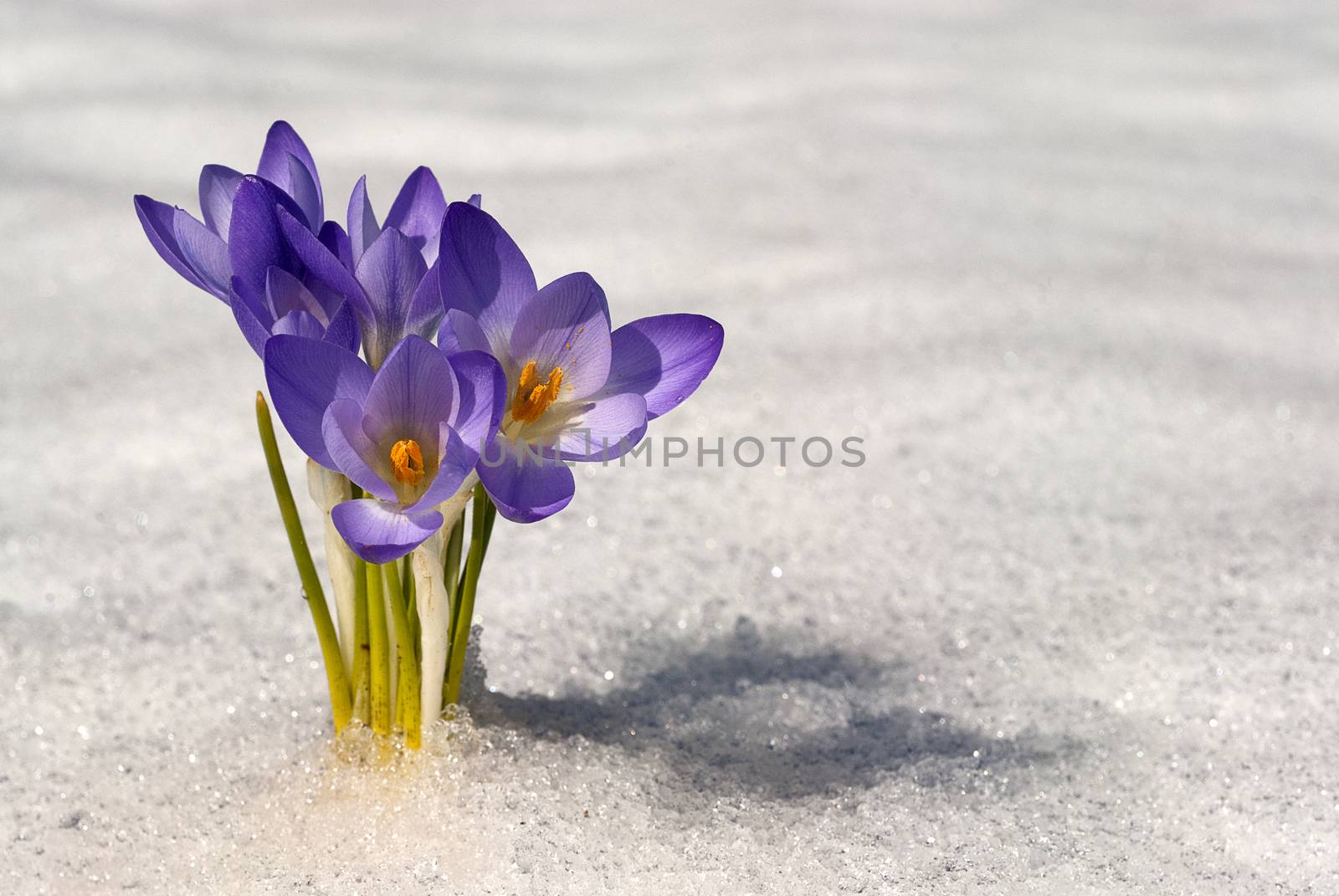 Colchicum autumnale, Mountain Merendera. remove shops, Flower in the snow