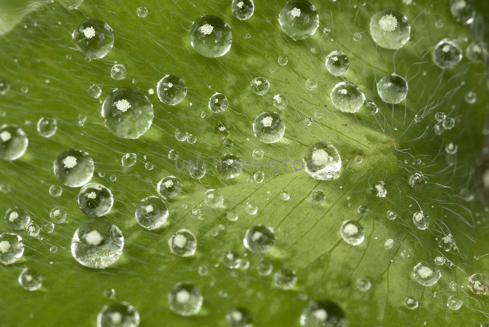 Drops of water on a leaf after the rain