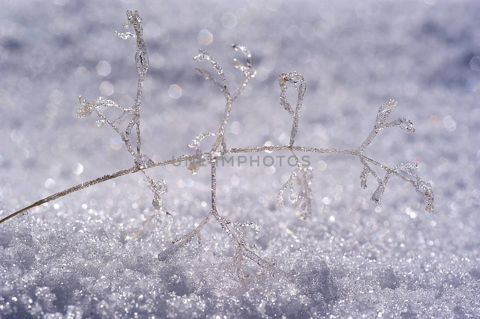 Formations of ice on a small branch in the snow, frost