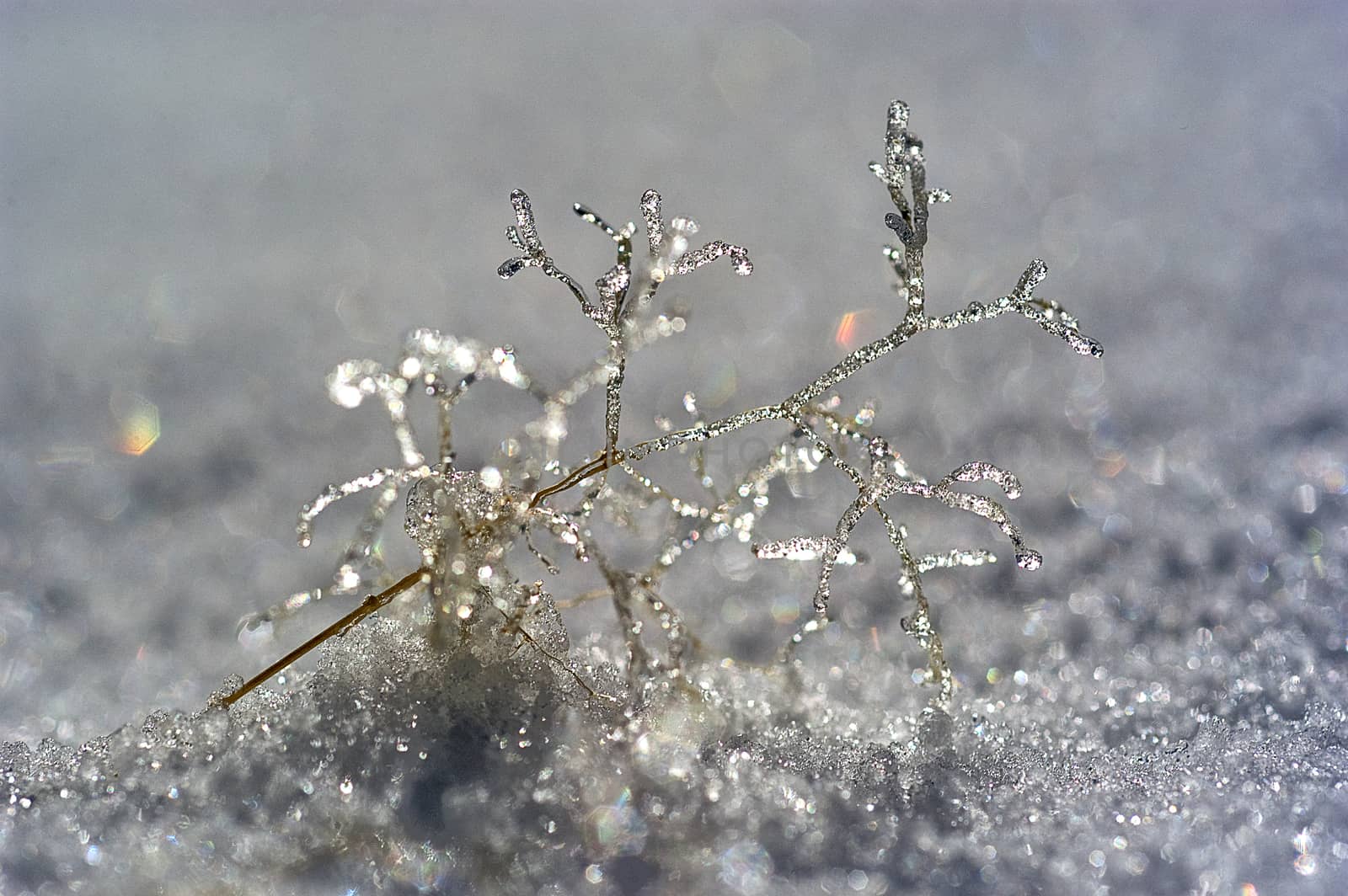 Formations of ice on a small branch in the snow, frost