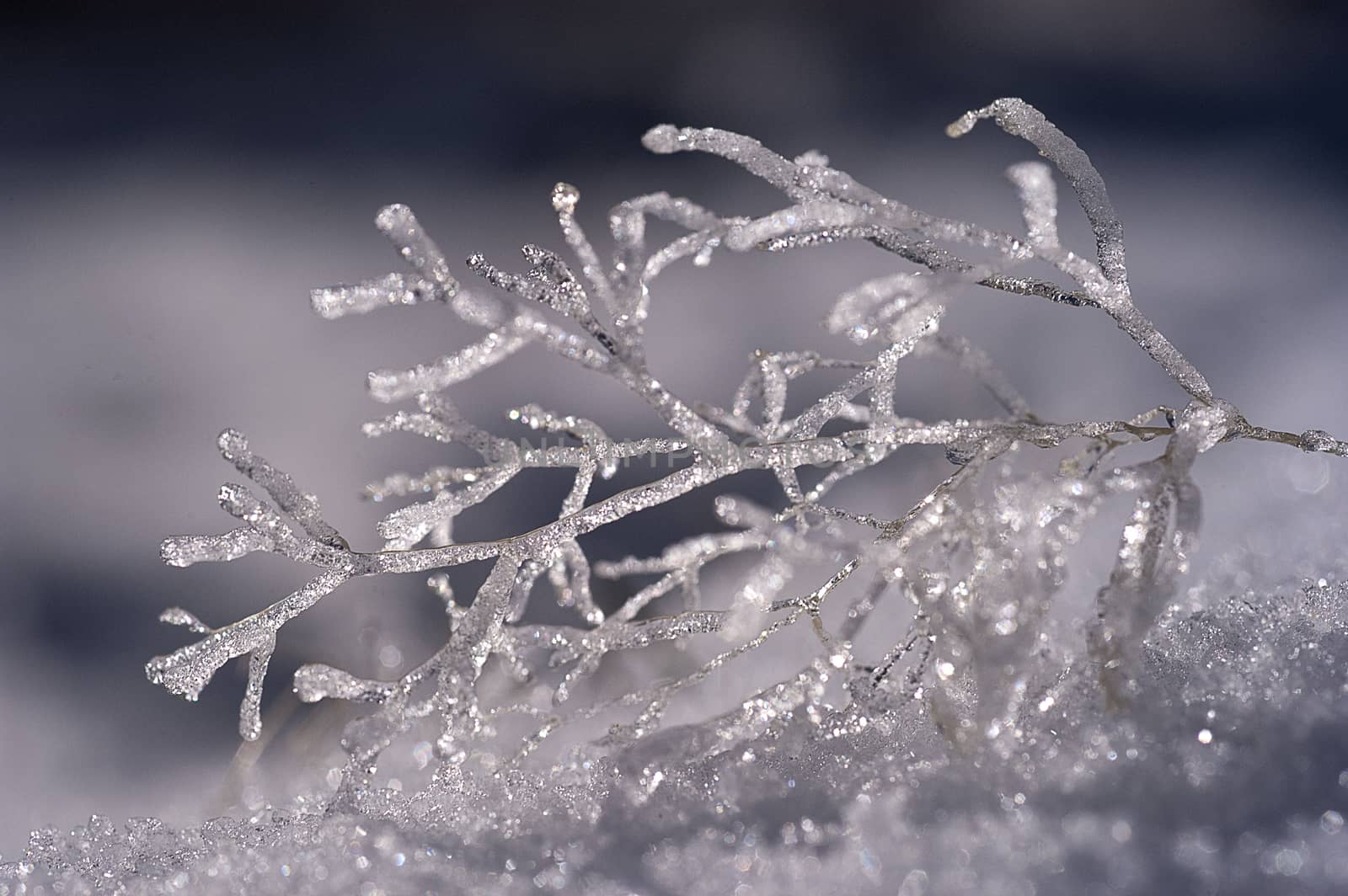 Formations of ice on a small branch in the snow, frost by jalonsohu@gmail.com