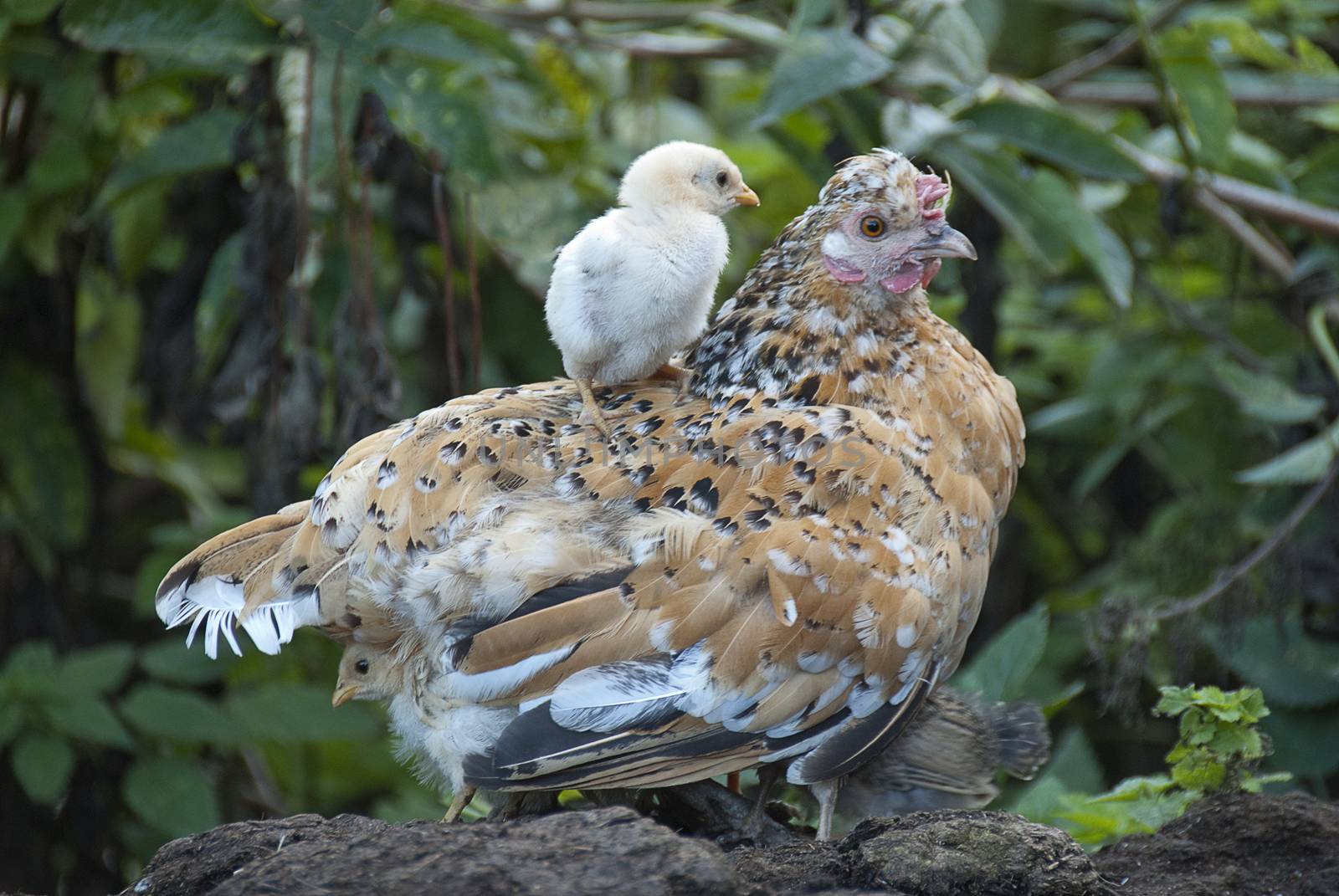 Hen with her chicks, protecting herself under her mother's feathers