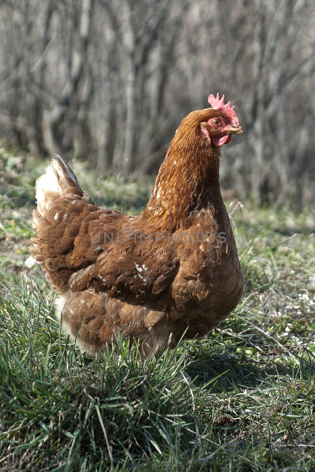 Hen in the meadow by jalonsohu@gmail.com