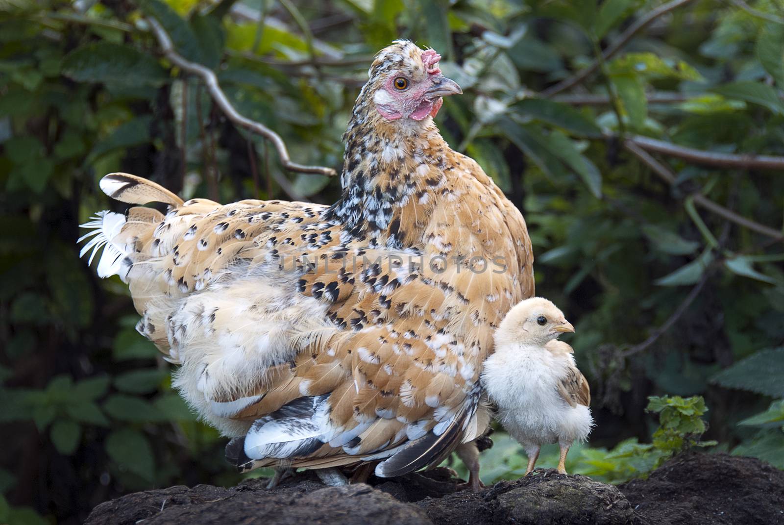 Hen with her chicks, protecting herself under her mother's feath by jalonsohu@gmail.com