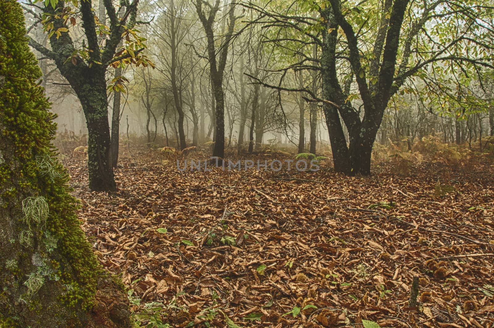 Landscape of chestnut trees, colors of Autumn, Extremadura, Spai by jalonsohu@gmail.com