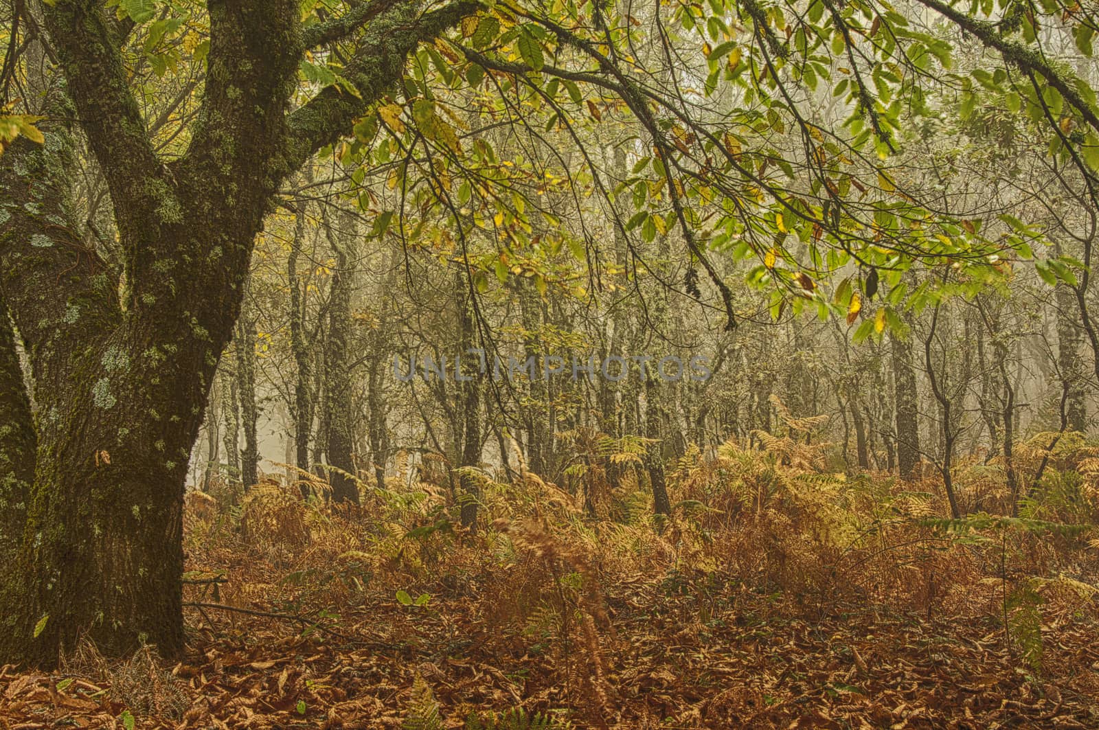 Landscape of chestnut trees, colors of Autumn, Extremadura, Spain