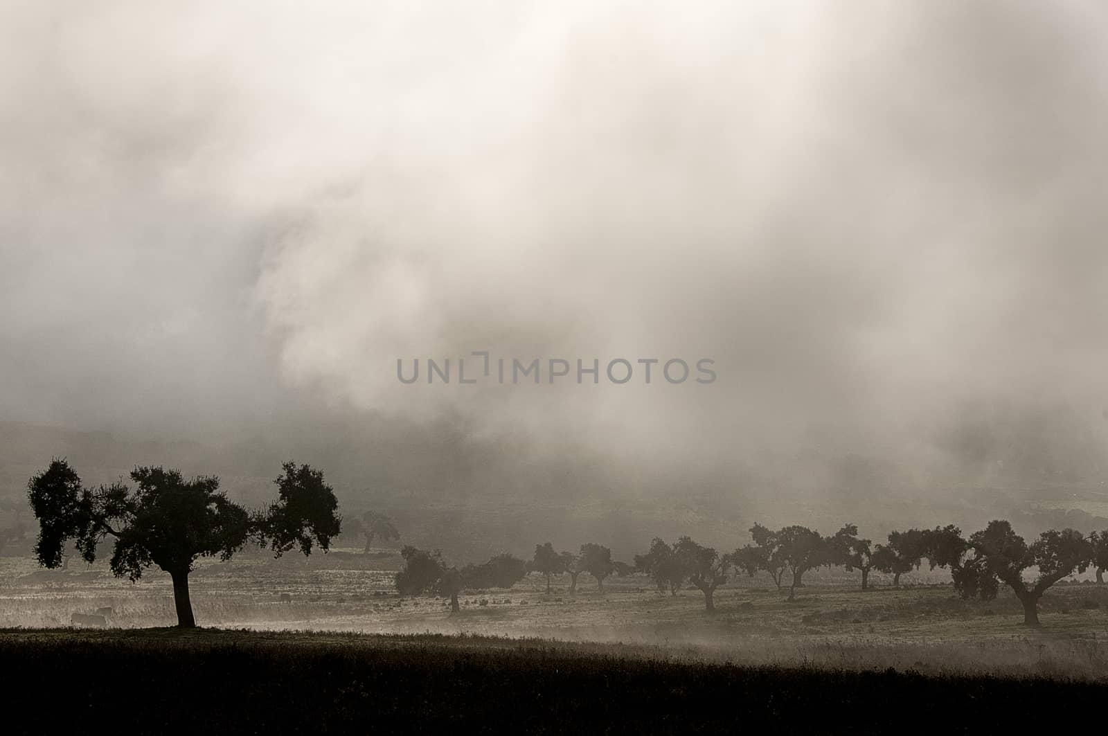 Landscape of oak with fog, pasture, Extremadura by jalonsohu@gmail.com