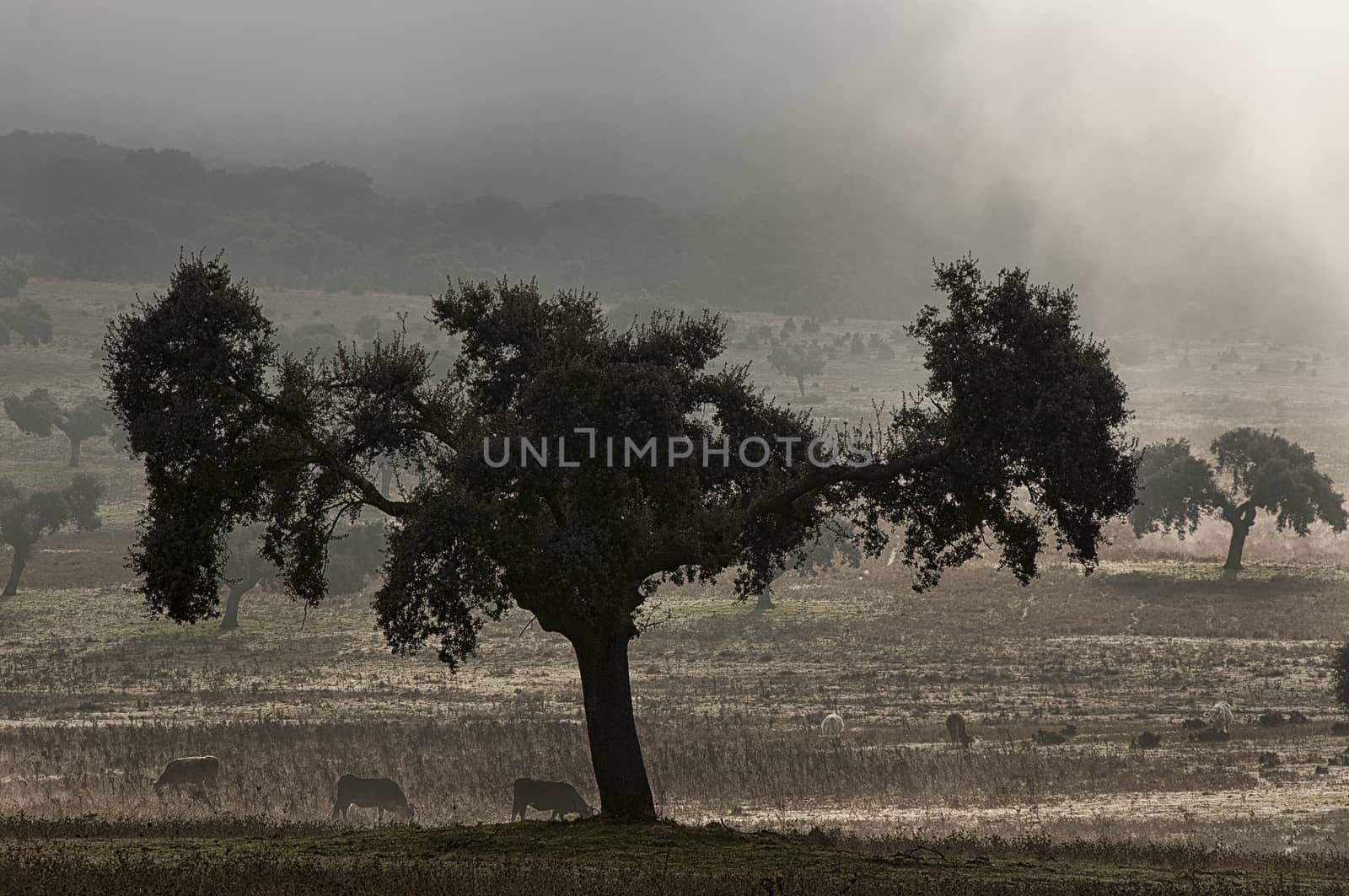 Landscape of oak with fog, pasture, Extremadura