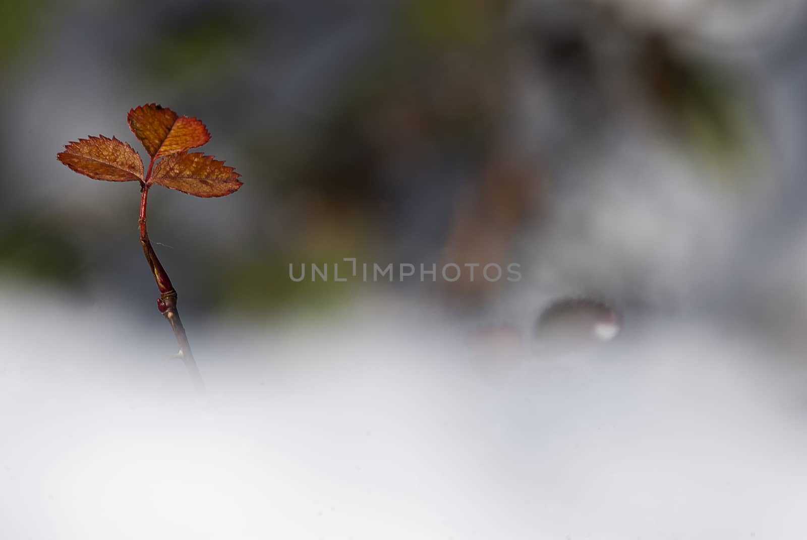 Leaf among the fog, autumn colors