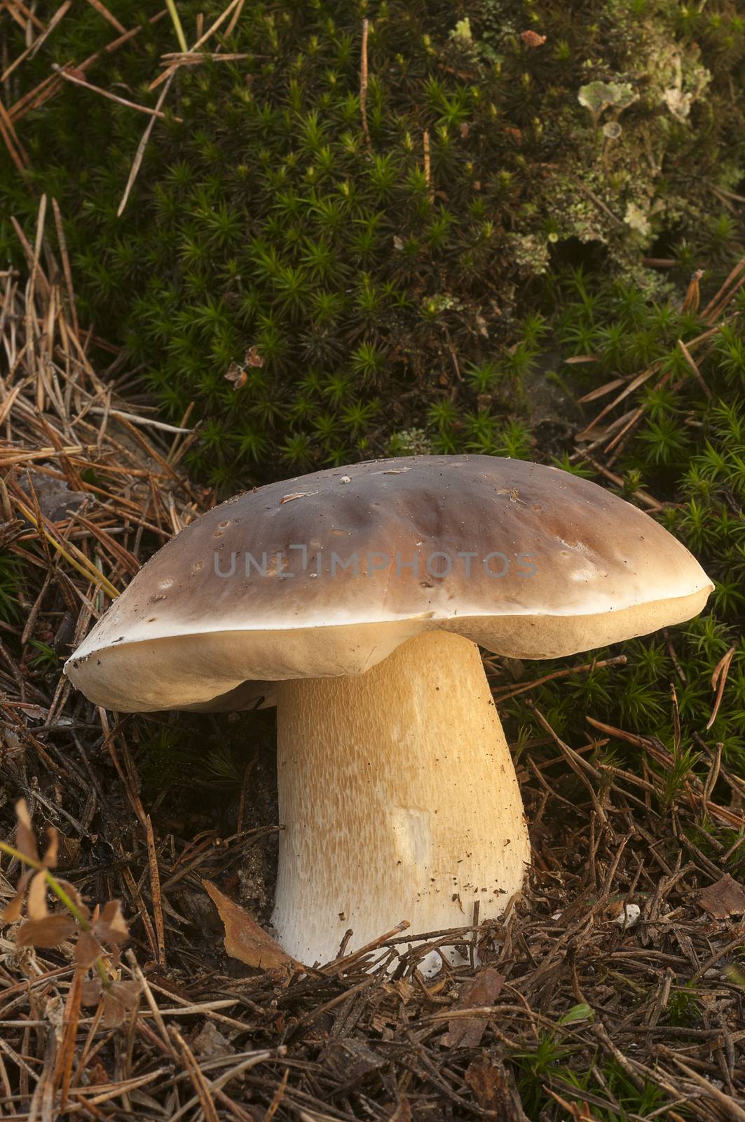 Mushroom, boletus edulis, in pine forest  by jalonsohu@gmail.com