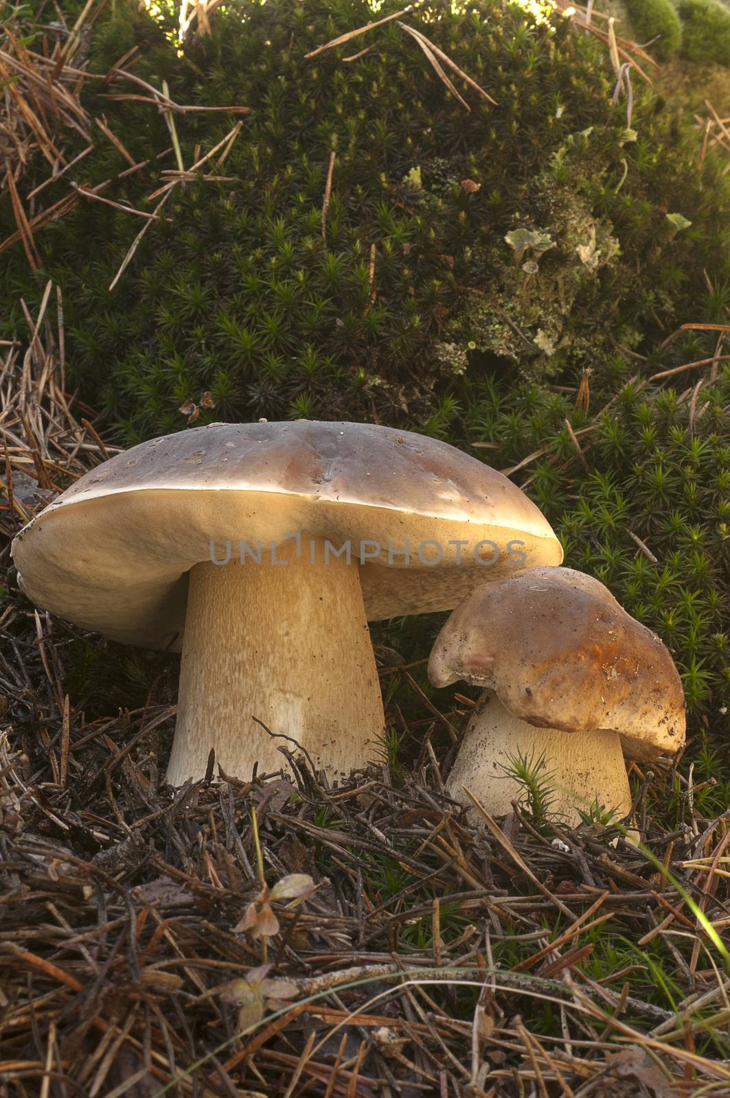 Mushroom, boletus edulis, in pine forest