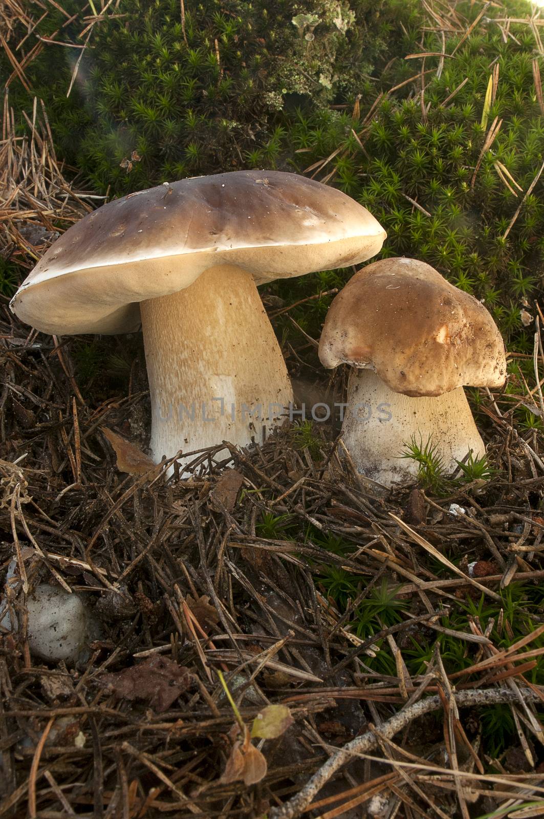 Mushroom, boletus edulis, in pine forest  by jalonsohu@gmail.com