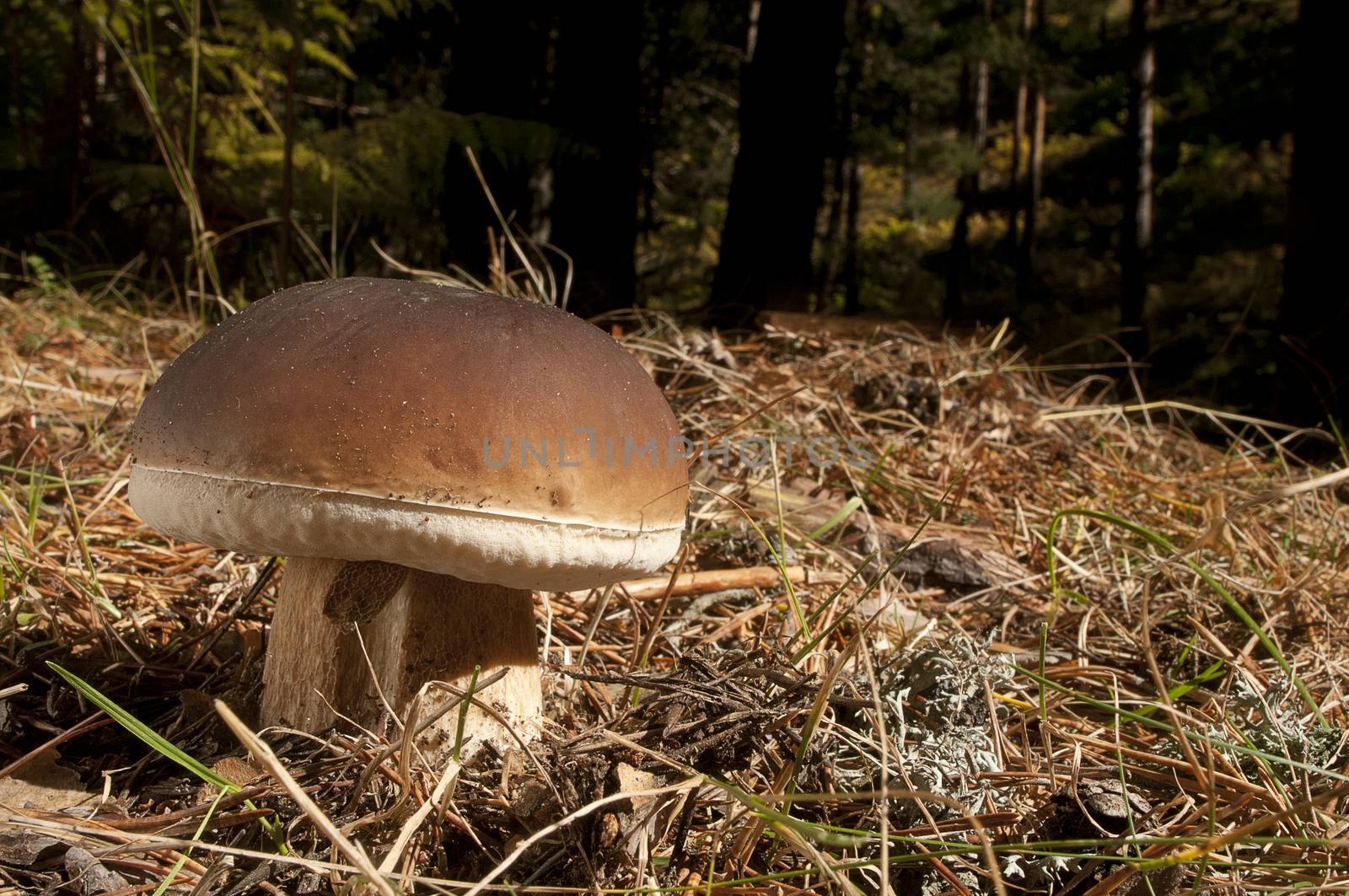 Mushroom, boletus edulis, in pine forest