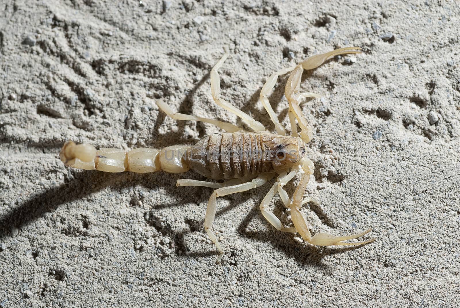 Scorpion, Buthus occitanus, yellow scorpion, sting